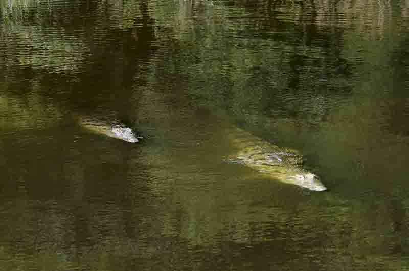 71 - Cocodrilos - parque nacional de las cataratas Murchison - Uganda